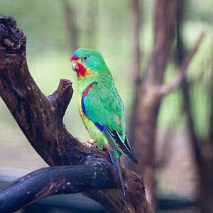 Swift Parrot