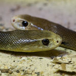 Coastal Taipan