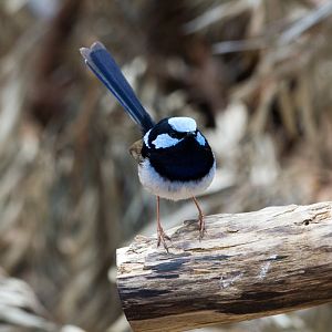 Superb Blue Wren male - wild