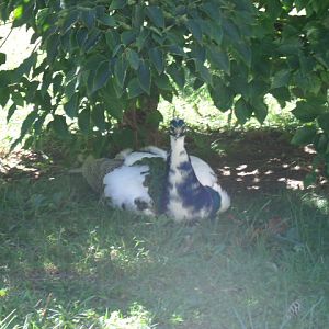 Piebald Indian Peafowl