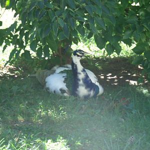 ... Or is this the Dramatic Chipmunk of the bird world?