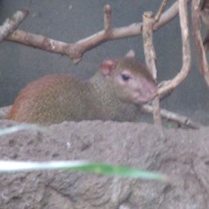 Red-Rumped Agouti
