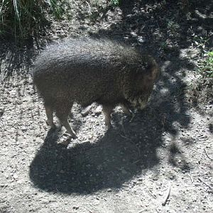 Chacoan Peccary