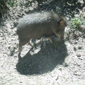 Chacoan Peccary