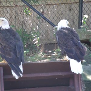 Bald Eagles