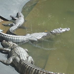 American Alligators