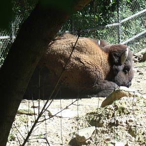 American Bison