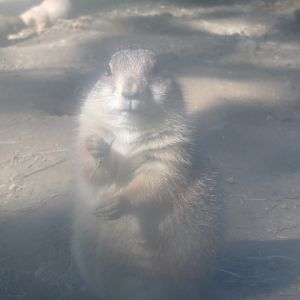 Black-Tailed Prairie Dog