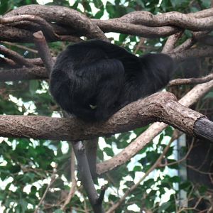 Goeldi's Monkey