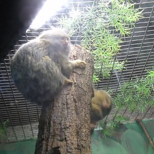 Pygmy Marmosets