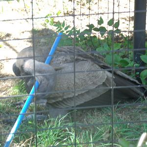 Desmond murdering a rake!