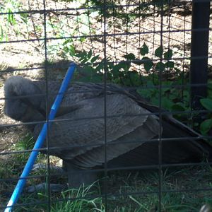 Rake getting Desmond's famous Beack Grip of Death!!