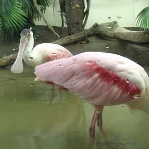 Roseate Spoonbills