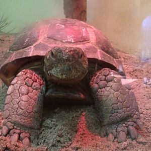 Gopher Tortoise