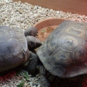 Agassiz's Desert Tortoise