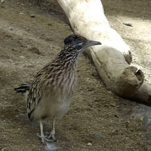 Greater Roadrunner