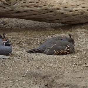 Gambel's Quails