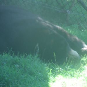 American Black Bear