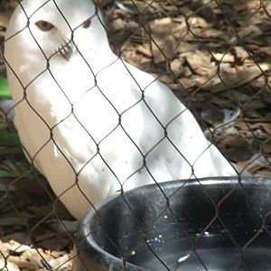 Snowy Owl
