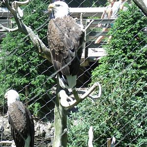 Bald Eagles