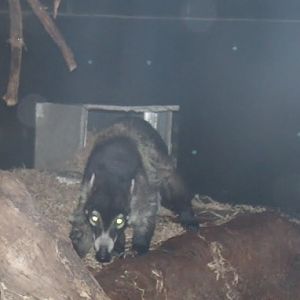 White-Nosed Coati