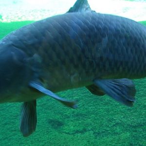 Common Carp