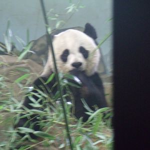 Giant Panda