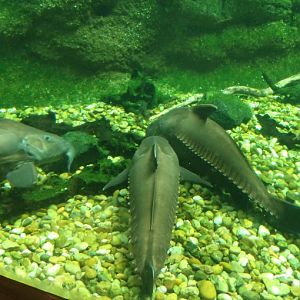 Ripsaw Catfish