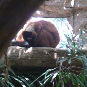 Red Ruffed Lemur