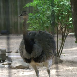 American Rhea
