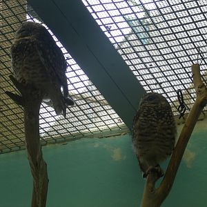 Burrowing Owls