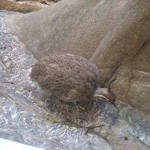 Elegant Crested Tinamou