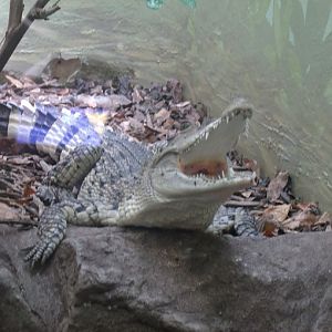 Philippine Crocodile
