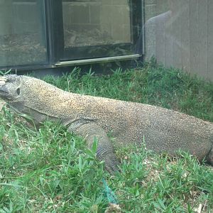Komodo Dragon