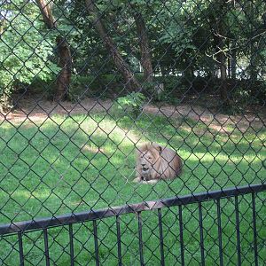 Katanga lion (Panthera leo bleyenberghi)