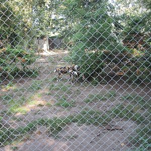 African wild dog (Lycaon pictus)