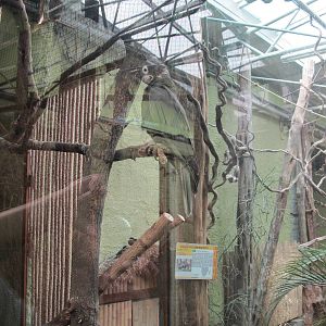 Greater vasa parrot (Coracopsis vasa)