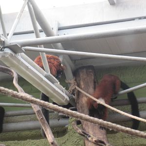 Red ruffed lemur (Varecia rubra)