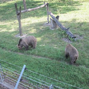 Brown bear (Ursus arctos)