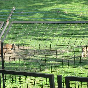 Mouflon (Ovis aries musimon) and Barbary macaque (Macaca sylvanus)