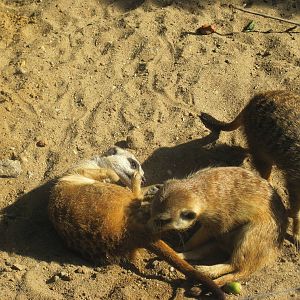 Meerkat (Suricata suricatta)