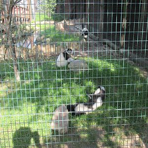 Black-and-white ruffed lemur (Varecia variegata)
