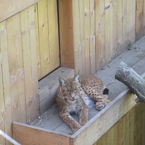 Eurasian lynx (Lynx lynx)