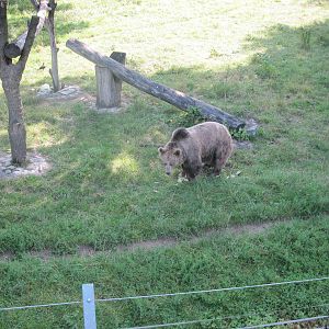 Brown bear (Ursus arctos)