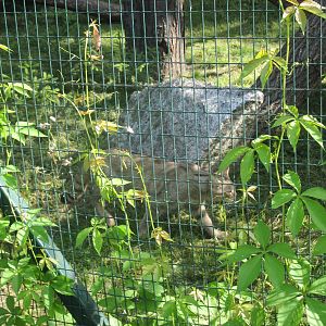 Wildcat (Felis silvestris)