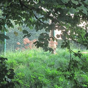 Eurasian lynx (Lynx lynx)
