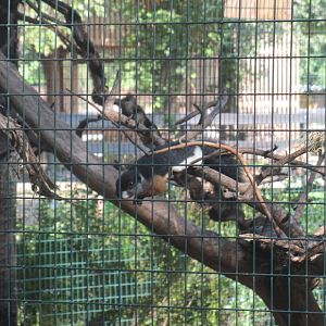 Prevost's squirrel (Callosciurus prevostii)