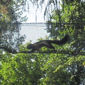 Prevost's squirrel (Callosciurus prevostii)