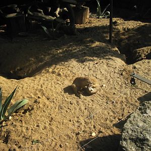 Meerkat (Suricata suricatta)