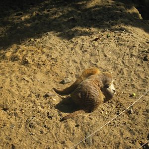 Meerkat (Suricata suricatta)